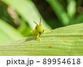 ヒゲマダライナゴ 89954618