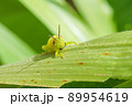 ヒゲマダライナゴ 89954619