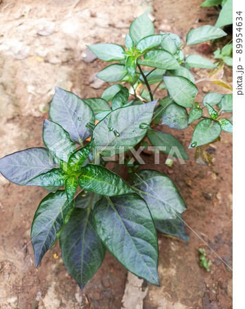 chili on tree in farm for harvest chili on tree in farm for harvest 89954634