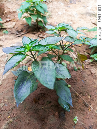 chili on tree in farm for harvest chili on tree in farm for harvest 89954635