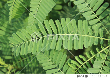 dhaincha tree on farm for fueling dhaincha tree on farm for fueling 89954803