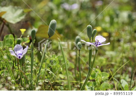 草はらに咲く可憐なチリアヤメの紫色の花 草はらに咲く可憐なチリアヤメの紫色の花 89955119