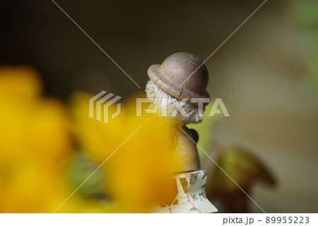 花と小人 花と小人 89955223