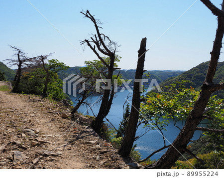 対馬金田城の登山道での枯れ木と海が見える風景 対馬金田城の登山道での枯れ木と海が見える風景 89955224