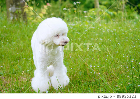 草むらの中を歩くホワイトトイプードル 89955323