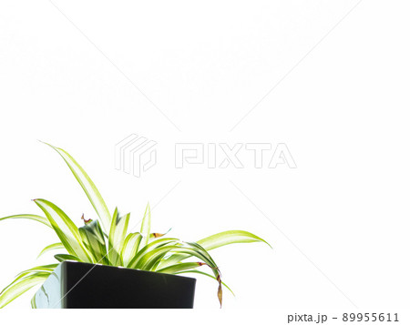 観葉植物2 観葉植物2 89955611
