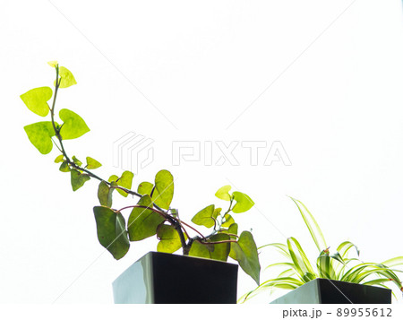 観葉植物3 89955612