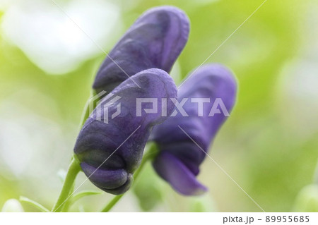 トリカブトの蕾　山野草　紫色の花　 89955685