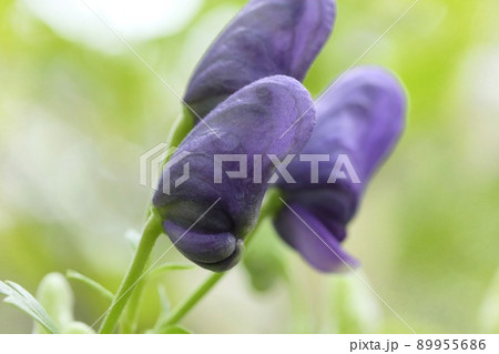 トリカブトの蕾　山野草　紫色の花　 89955686