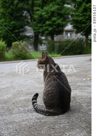 公園のキジトラ猫 89956107