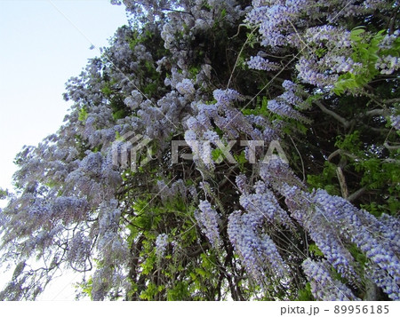 深山神社の大藤 深山神社の大藤 89956185