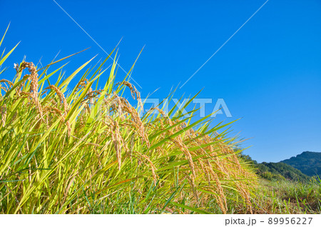 【奈良県】10月・お米の収穫時期の稲渕の棚田 89956227