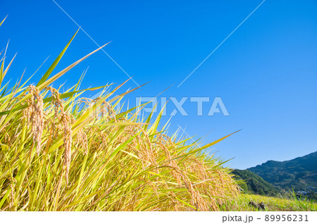 【奈良県】10月・お米の収穫時期の稲渕の棚田 89956231