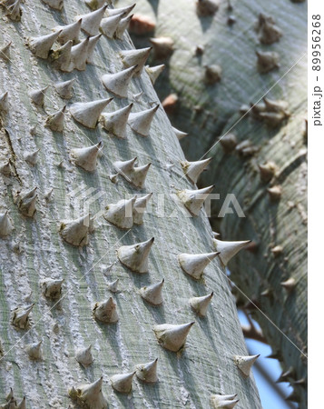 トックリキワタ：鋭い棘のある幹 89956268
