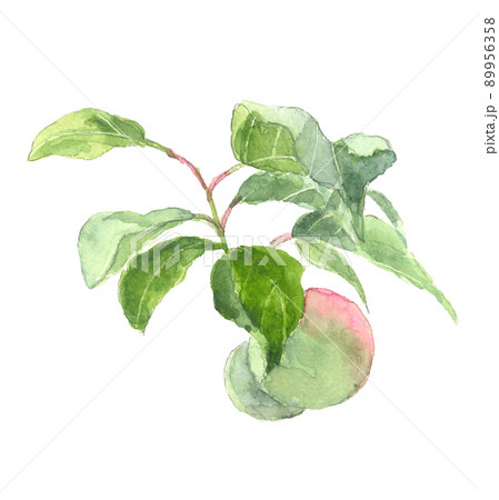 赤みがかった南高梅 枝と葉付き【手描き水彩画】 白バックPNG コピースペースあり 89956358