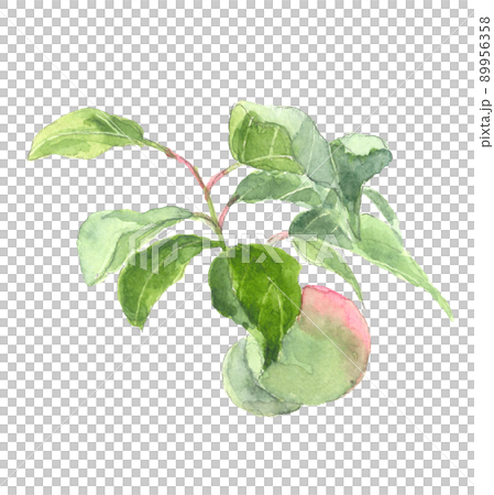 赤みがかった南高梅 枝と葉付き【手描き水彩画】 白バックPNG コピースペースあり 89956358