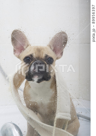Purebred cheerful french bulldog puppy with a funny dark muzzle with a washcloth around his neck sits in a bathroom in a shower cabin finished with white ceramic tiles relaxes after a toilet. Purebred cheerful french bulldog puppy with a funny dark muzzle with a washcloth around his neck sits in a bathroom in a shower cabin finished with white ceramic tiles relaxes after a toilet. 89956397