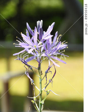 淡い水色の花「カマシア」 淡い水色の花「カマシア」 89956418