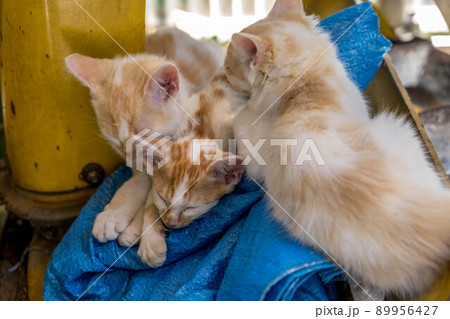子猫たちの冒険 子猫たちの冒険 89956427