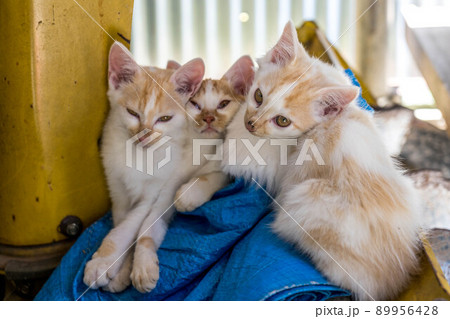 子猫たちの冒険 子猫たちの冒険 89956428