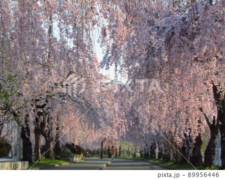 日中線の枝垂桜　その2 89956446