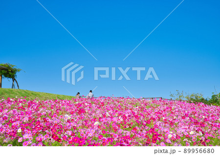 【兵庫県】10月・淡路島のあわじ花さじきのコスモス畑 89956680