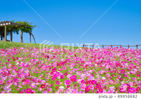 【兵庫県】10月・淡路島のあわじ花さじきのコスモス畑 【兵庫県】10月・淡路島のあわじ花さじきのコスモス畑 89956682