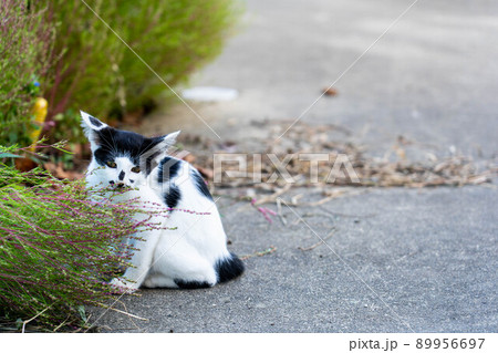 子猫たちの冒険 子猫たちの冒険 89956697
