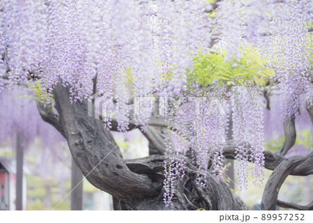 竹鼻別院の藤 竹鼻別院の藤 89957252