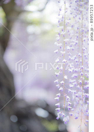 竹鼻別院の藤 89957253