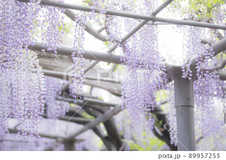 竹鼻別院の藤 89957255