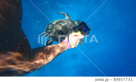 Shoots on an action camera as a turtle swims Shoots on an action camera as a turtle swims 89957731