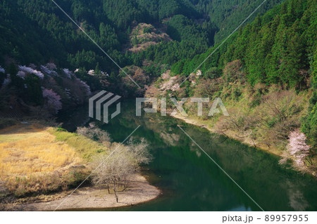 桜満開の君ヶ野ダム公園 桜満開の君ヶ野ダム公園 89957955
