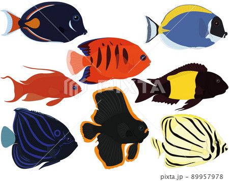 Exotic tropical aquarium fish collection vector illustration Exotic tropical aquarium fish collection vector illustration 89957978