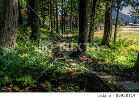 神社裏の遊歩道 神社裏の遊歩道 89958114
