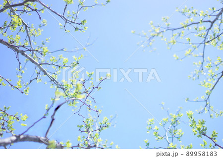 芽吹き　新緑 89958183