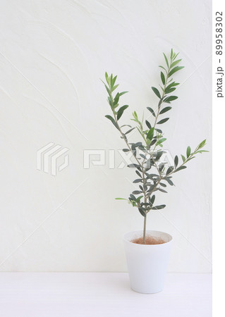 爽やかなオリーブの鉢植え 爽やかなオリーブの鉢植え 89958302