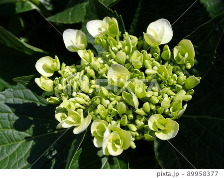 紫陽花 89958377