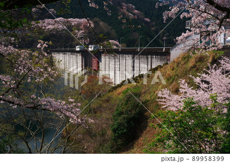 桜満開の君ヶ野ダム 89958399