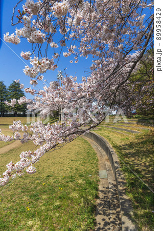 茨城県日立市　会瀬グランドの桜 89958429