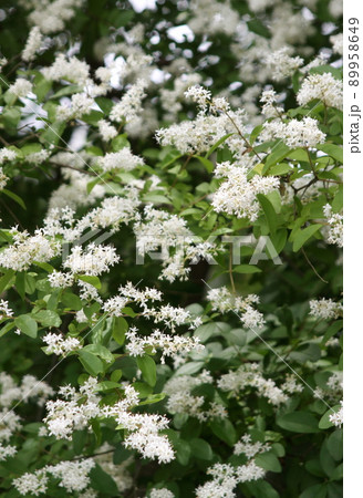 プリペット プリペット 89958649