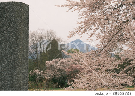 石柱と桜2 89958733