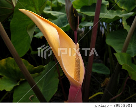 里芋の花 89958901