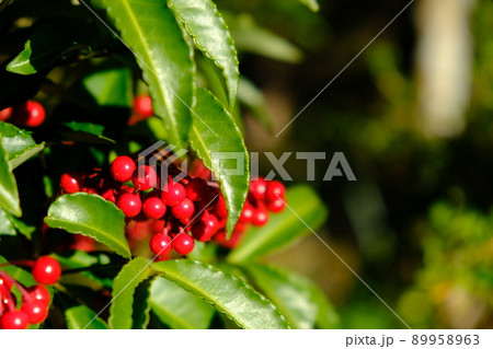 謎の赤い実（南天？） 89958963