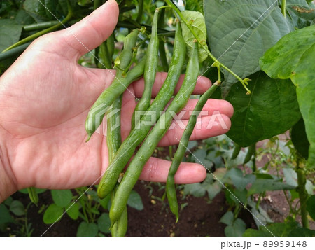 いんげん 89959148