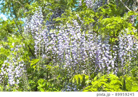 藤の花 89959245