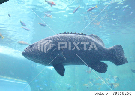 水族館の魚 89959250