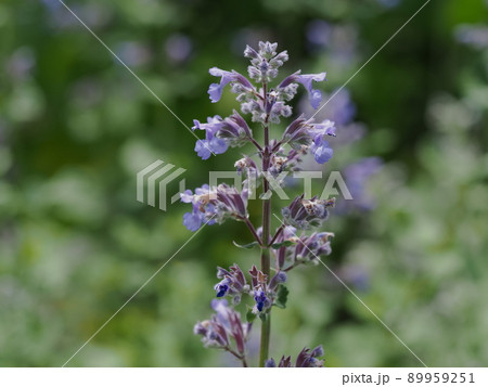 紫のネペタ グランディフローラ 89959251