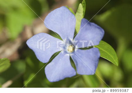 Flower of common periwinkle, (Vinca minor), close up Flower of common periwinkle, (Vinca minor), close up 89959387