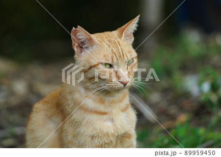 一歳になる野良猫の可愛い茶トラオスがトカゲを弄び逆襲に合う 一歳になる野良猫の可愛い茶トラオスがトカゲを弄び逆襲に合う 89959450